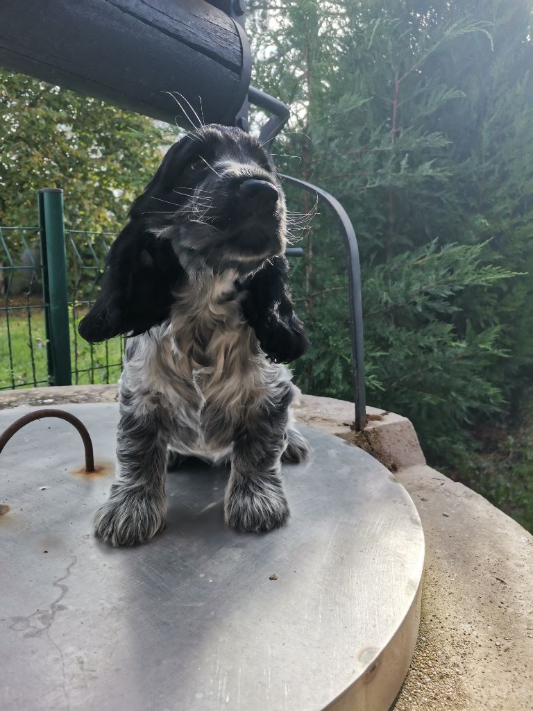 du pays des longues oreilles - Chiot disponible  - Cocker Spaniel Anglais