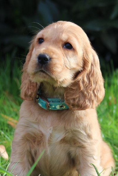 chiot Cocker Spaniel Anglais du pays des longues oreilles