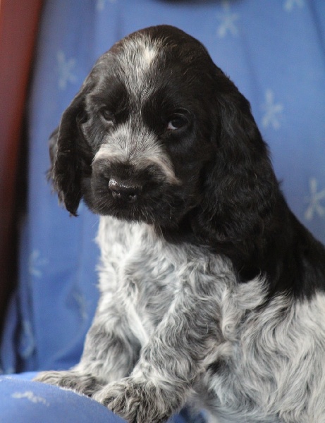 chiot Cocker Spaniel Anglais du pays des longues oreilles