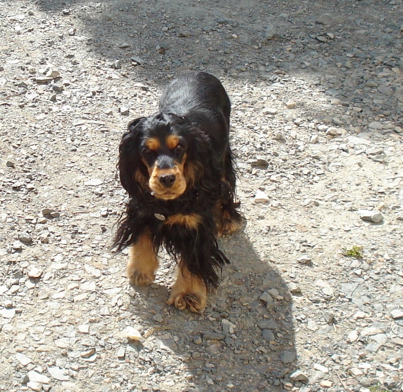 Dido du pays des longues oreilles