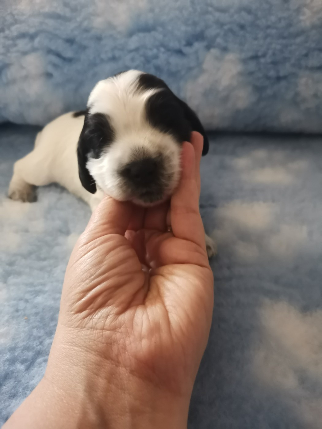 du pays des longues oreilles - Chiots disponibles - Cocker Spaniel Anglais