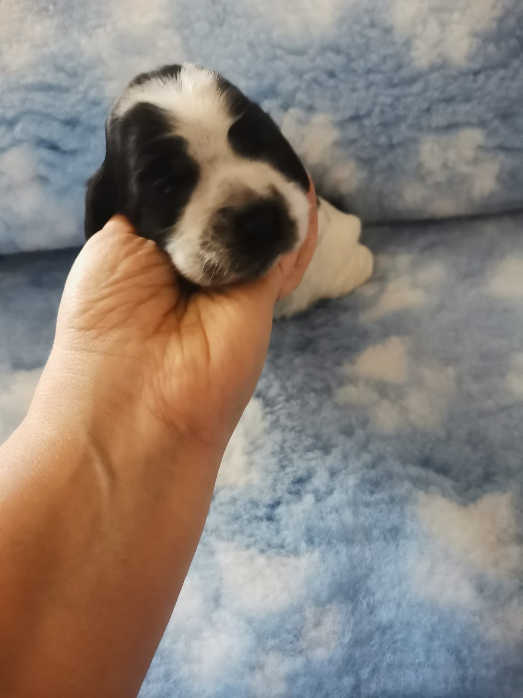du pays des longues oreilles - Chiots disponibles - Cocker Spaniel Anglais