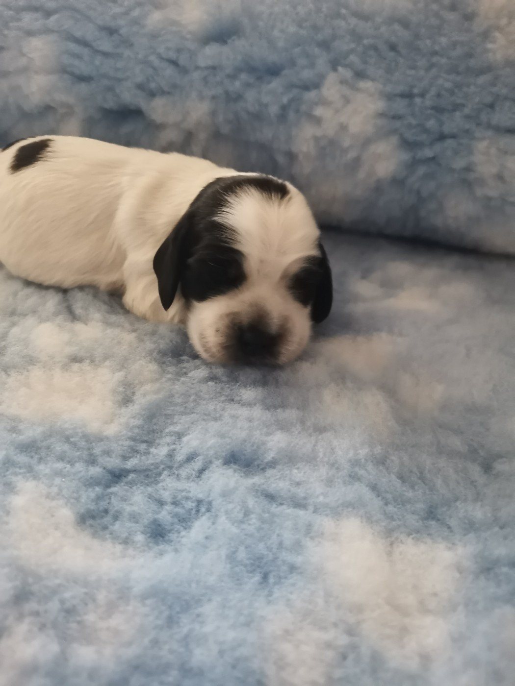 du pays des longues oreilles - Chiots disponibles - Cocker Spaniel Anglais