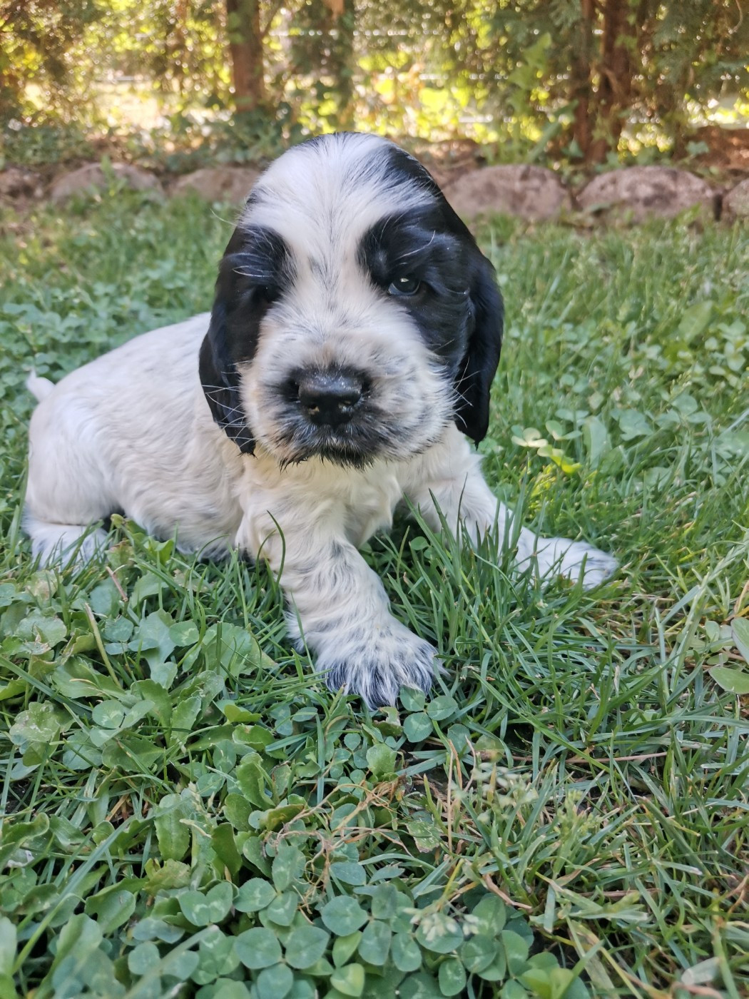 du pays des longues oreilles - Chiots disponibles - Cocker Spaniel Anglais