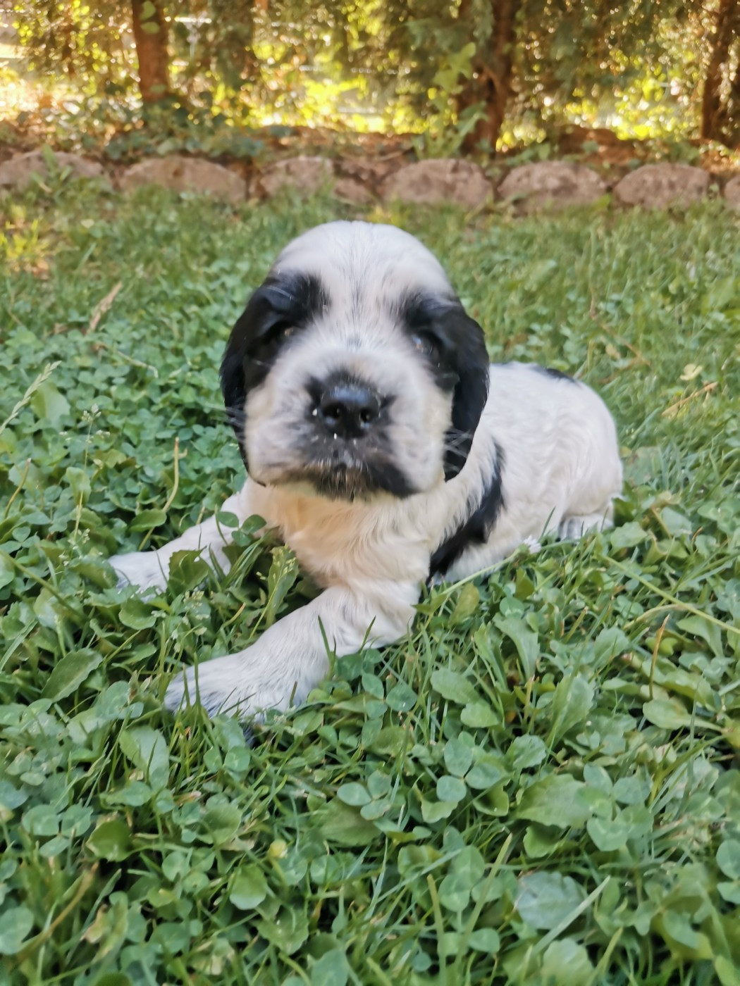 du pays des longues oreilles - Chiots disponibles - Cocker Spaniel Anglais
