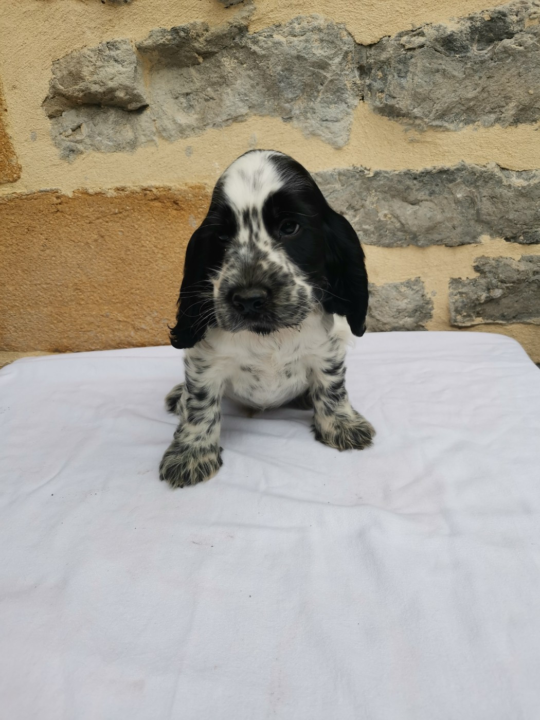 du pays des longues oreilles - Chiots disponibles - Cocker Spaniel Anglais