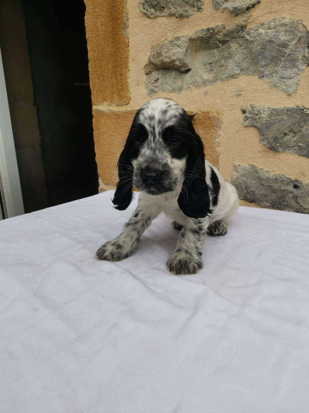 du pays des longues oreilles - Chiots disponibles - Cocker Spaniel Anglais